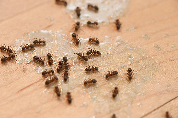 Best Best Pest Control Companies  in Homewood, AL