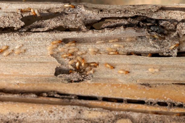 Best Cockroach Control Services  in Homewood, AL
