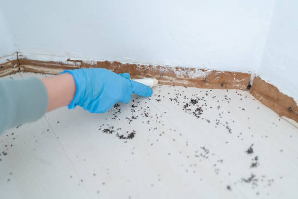 Best Pest Control Near Me  in Homewood, AL